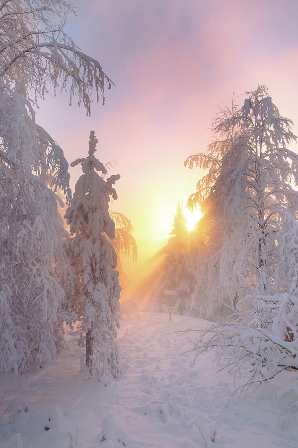 Orange rays of the sun illuminate the frosty and snowy Finnish scenery #3 Photograph by Vaclav Sonnek