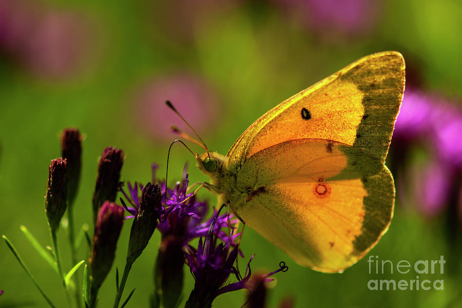 Orange Sulphur Butterfly #3 Photograph by JT Lewis