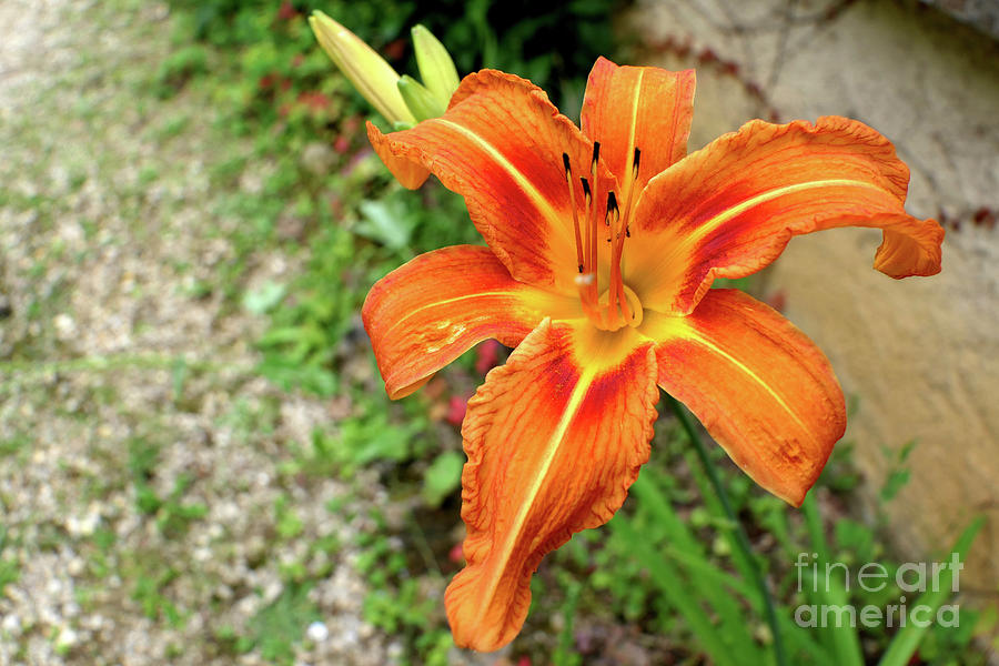 Lily Photograph - Orange Tiger Lily #3 by Stephen Farhall