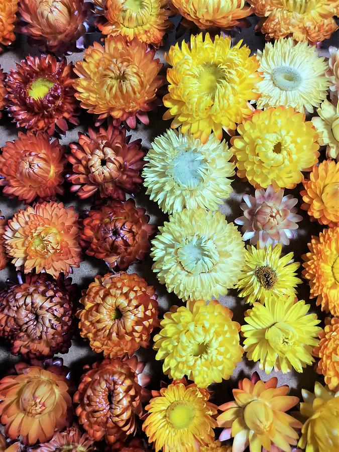 Orange Yellow Helichrysum dried Flowers #3 Photograph by Nature Art