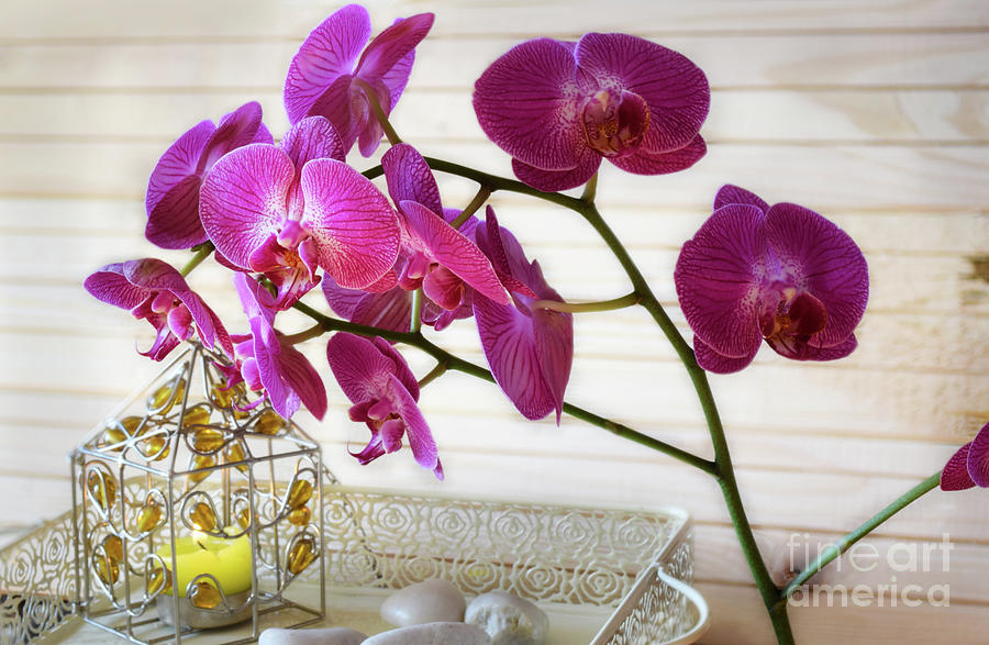 Orchid Photograph by Camelia C