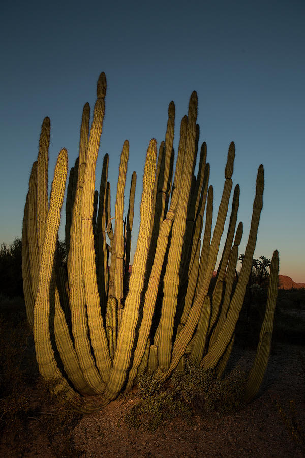 Landscape Photograph - Organ Pipe Cactus #3 by Joseph Philipson