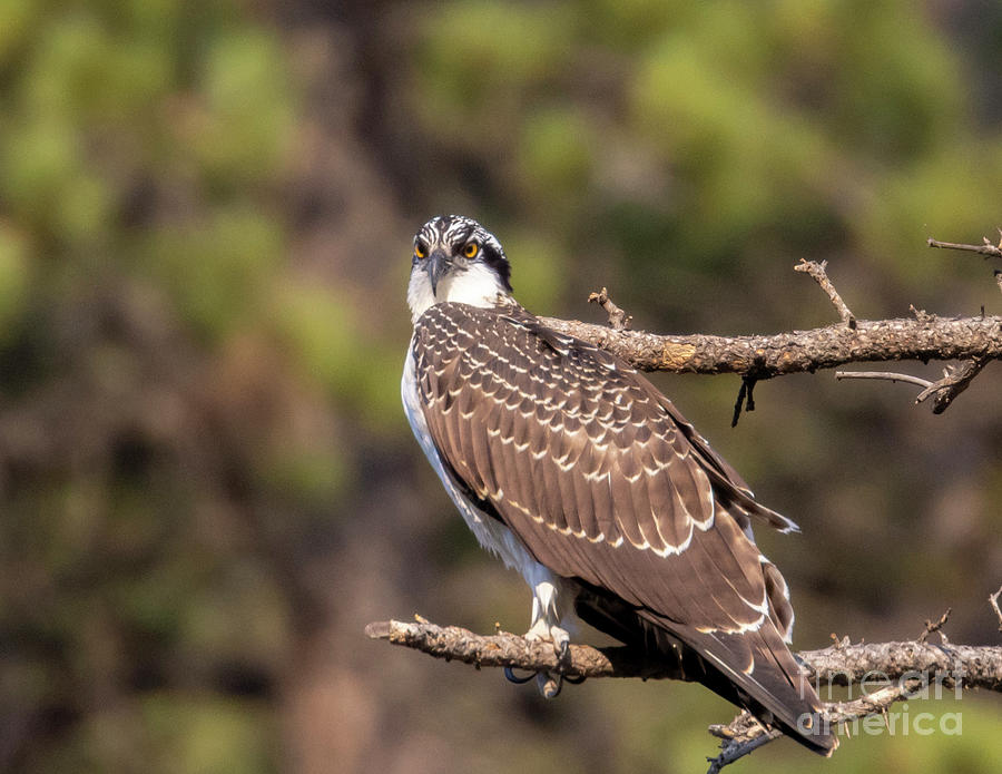 Osprey Carrying A Fish Photograph