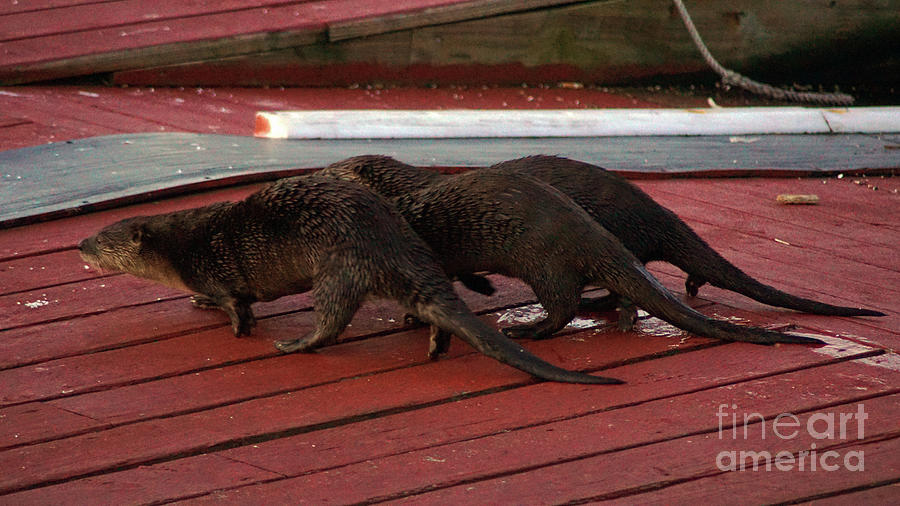 3 Otters Photograph by Steve Speights