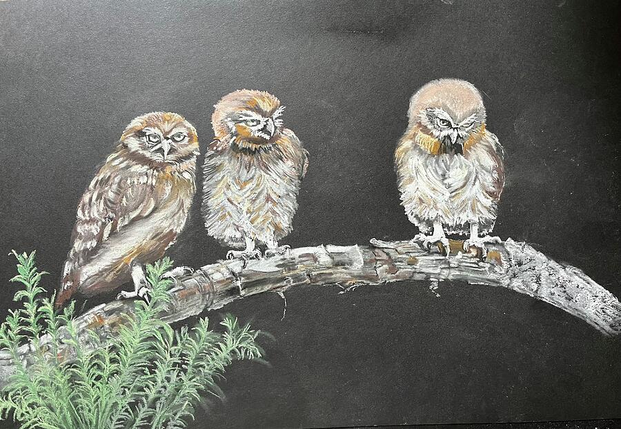 3 Owls Pastel by Teresa Smith