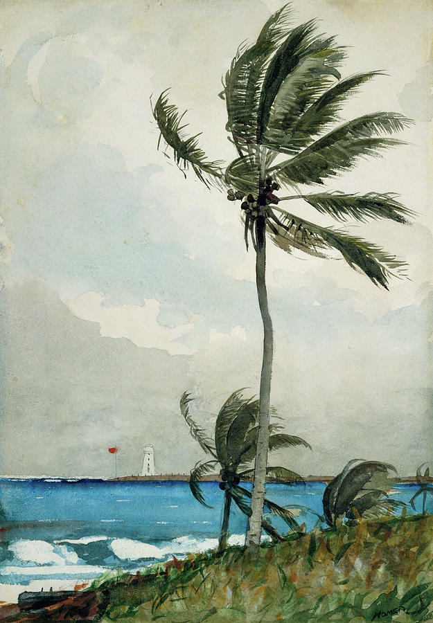 Winslow Homer Painting - Palm Tree, Nassau #3 by Winslow Homer