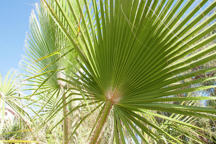 Palm Tree #5 Photograph by Robert Braley