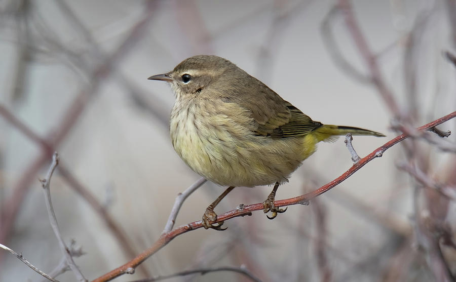 Warbler Photograph - Palm Warbler #3 by Judd Nathan