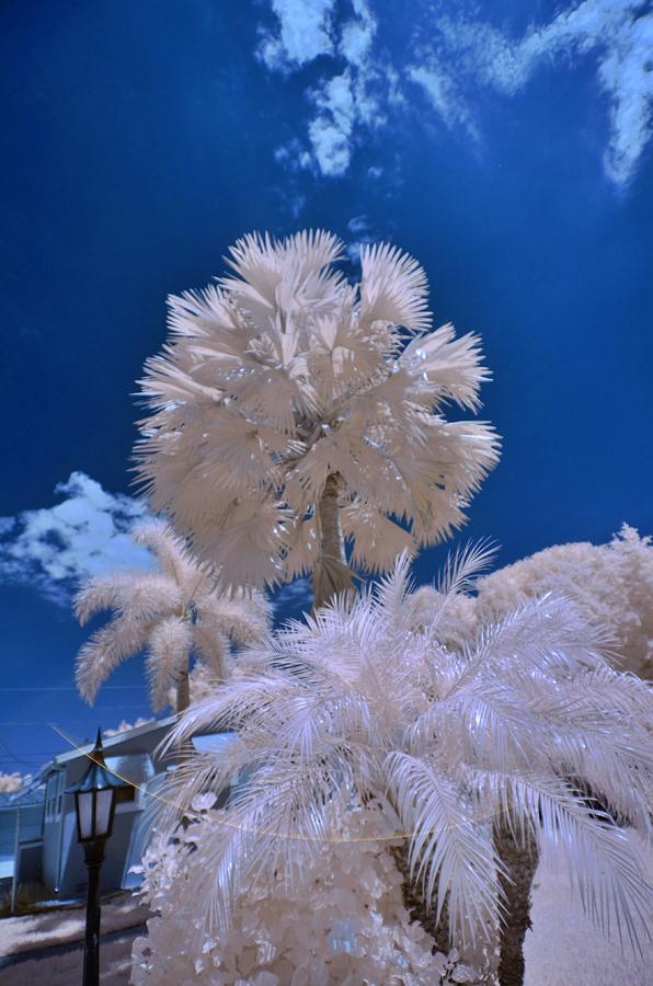 3 Palms in Infrared  Photograph by Don Columbus