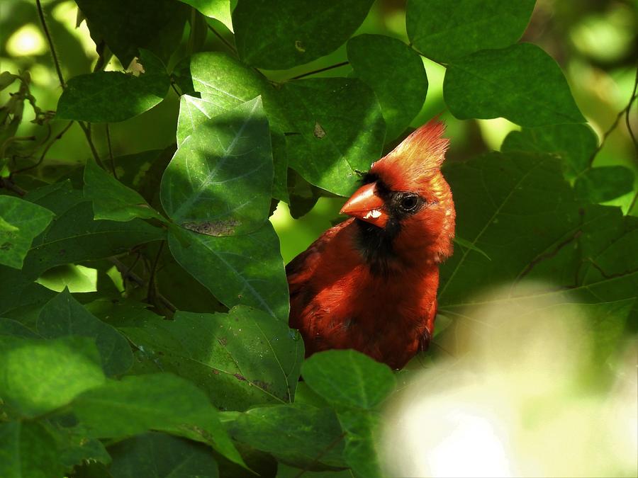 Cardinal Photograph - Peek #3 by Betty-Anne McDonald