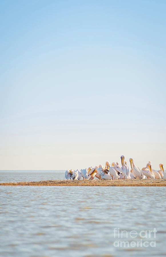 Pelican Photograph - Pelican Flock #3 by THP Creative