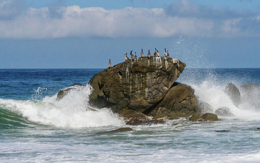 Pelicans on a rock. #3 Photograph by Rob Huntley