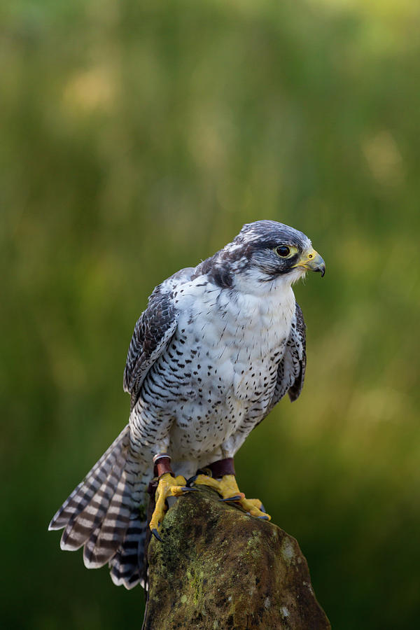 Peregrine Gyr Falcon Photograph by Anita Nicholson