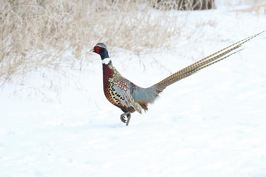 Pheasant #3 Photograph by Brook Burling