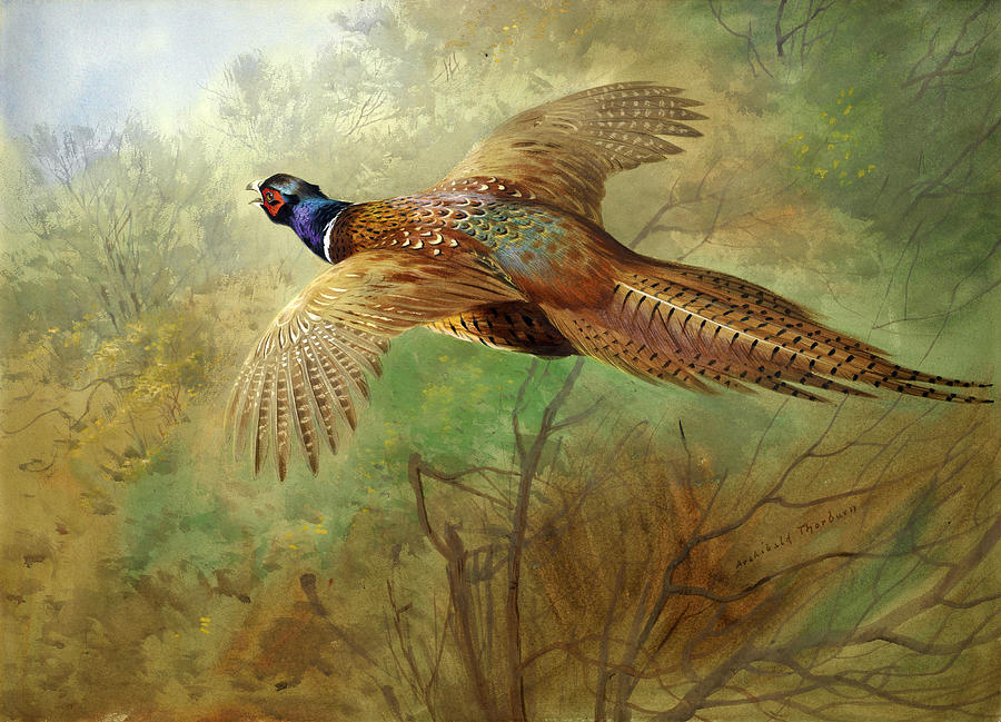 Pheasant in flight #4 Drawing by Archibald Thorburn