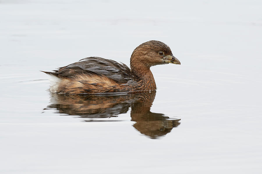 Pied-billed Grebe, Sacramento County California by Doug Herr Pied-billed Grebe, Sacramento County California by Doug Herr
