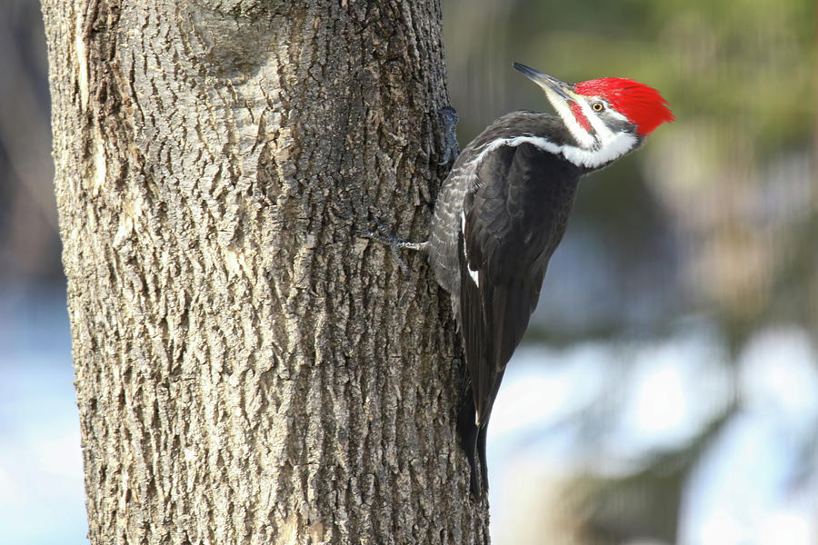 Pileated Woodpecker #3 Photograph by Brook Burling