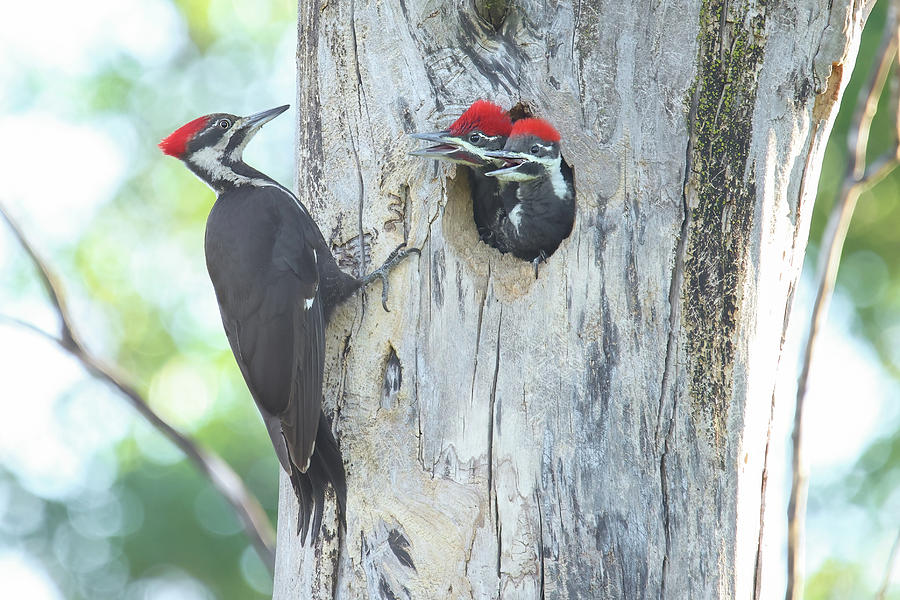 Pileated Woodpecker Family #3 Photograph by Brook Burling