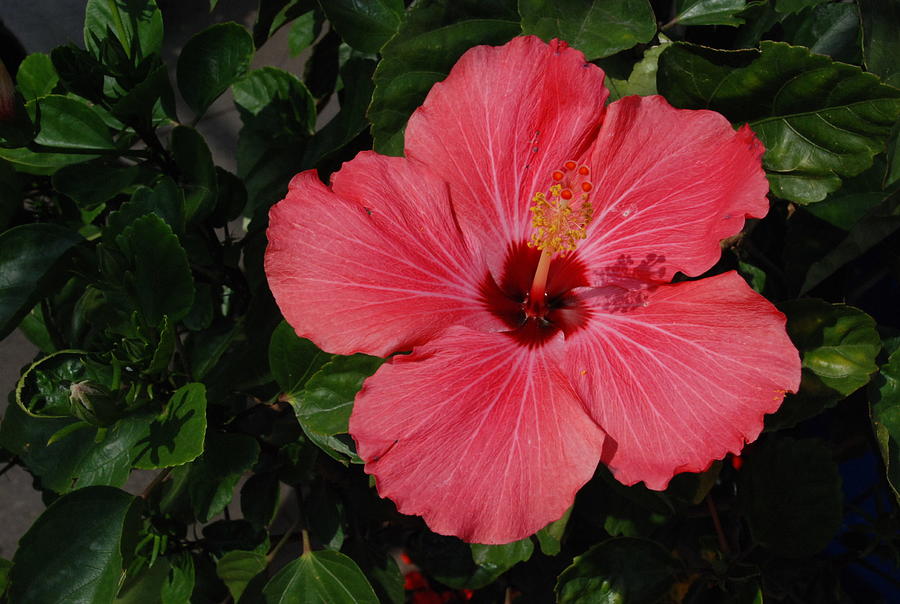 Pink Hibiscus #3 Photograph by Ee Photography