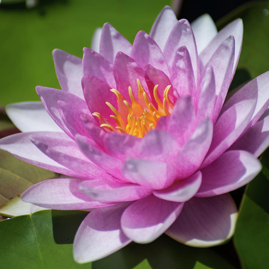 Pink lotus Nelumbo species Photograph by Ognian Setchanov | Fine Art ...