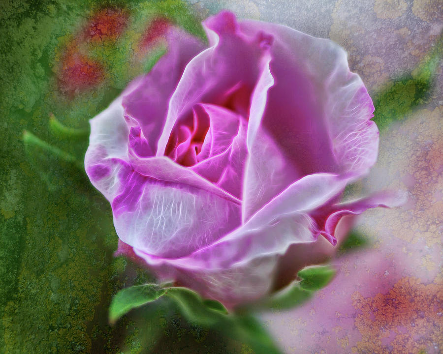 Pink Rose at Botanical Gardens-Digital Painting Photograph by Cordia Murphy