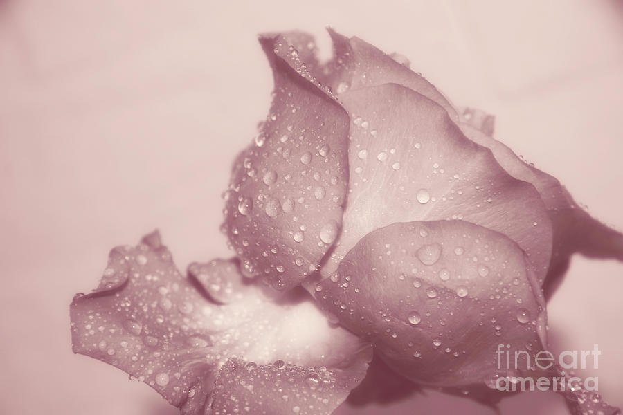 Rose Photograph - Pink rose #3 by Lali Kacharava