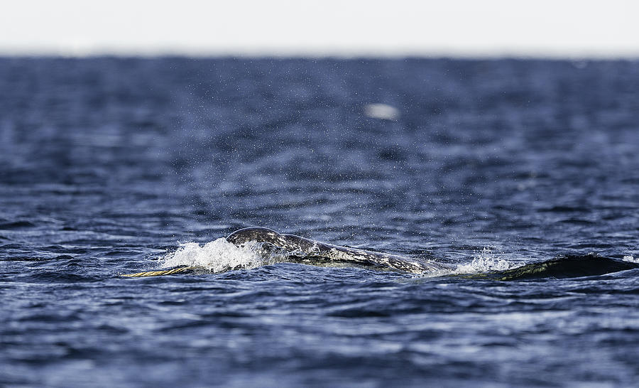 Pod of narwhals feeding on the surface with one male showing off its tusk, northern Baffin Island, Canada. #3 Photograph by By Wildestanimal