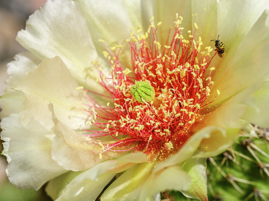 Pollinator on a Prickly Pear Cactus Bloom #3 Photograph by Rob Huntley