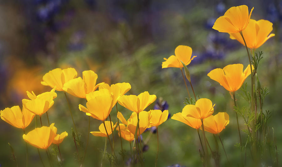 Poppies In The Sun Photograph by Saija Lehtonen - Pixels