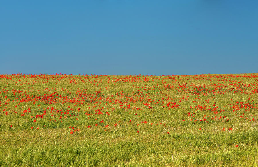 Poppy Field #4 Photograph by Alan Copson