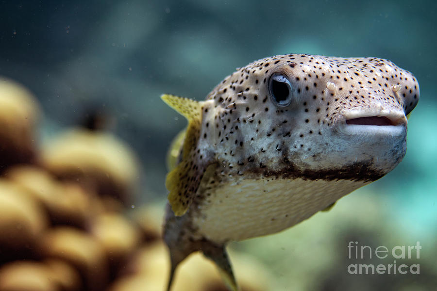 Porcupine Pufferfish #3 Photograph by JT Lewis