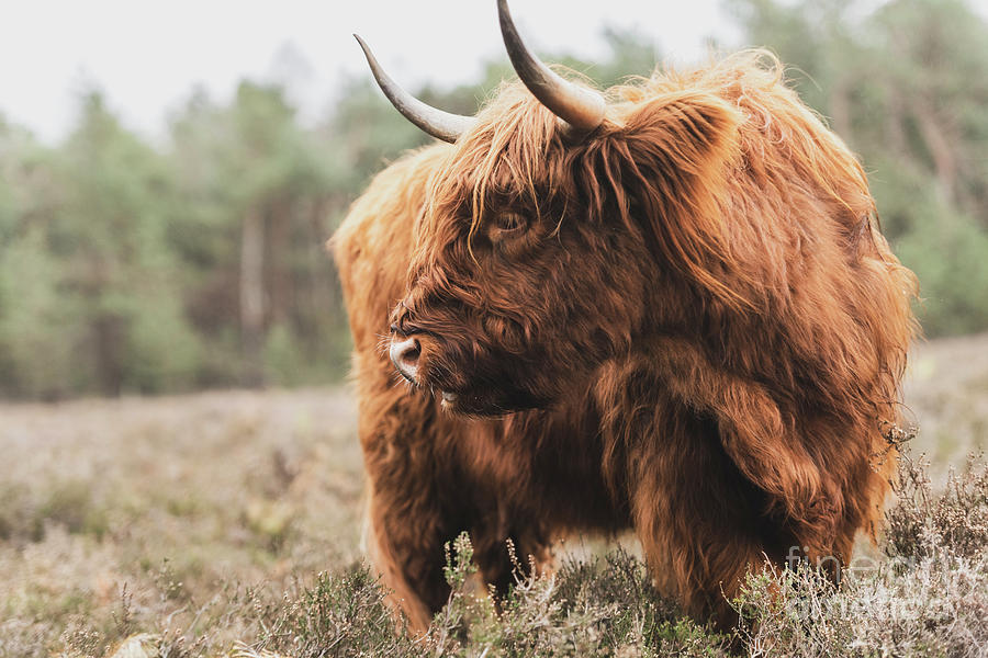 Portrait of a Scottish Highland cattle in a nature reserve Photograph ...