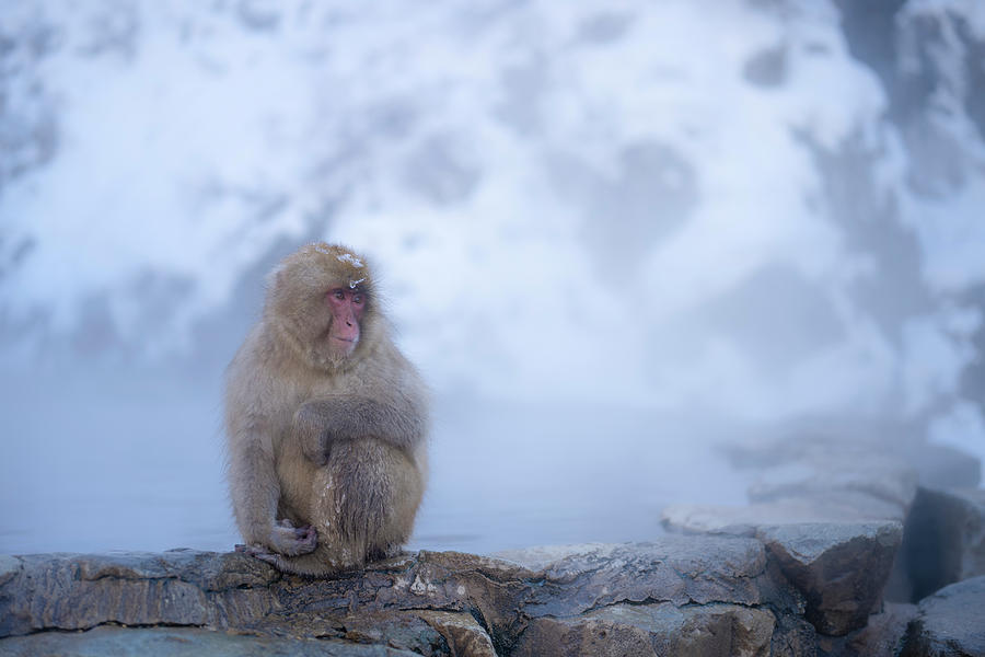 Portrait of Snow monkey - Japanese Macaque #3 Photograph by Kiran Joshi