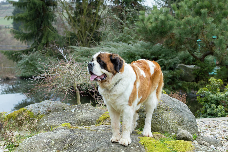 Portrait working breed of of St. Bernard dog Photograph by Artush Foto