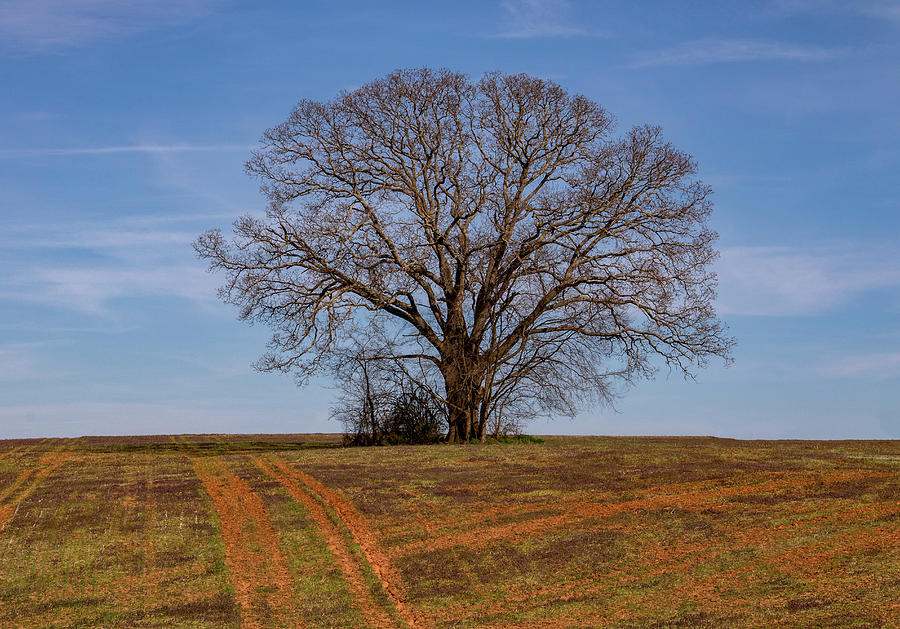 Powhatan Lonely Tree Photograph by Jean Haynes - Fine Art America