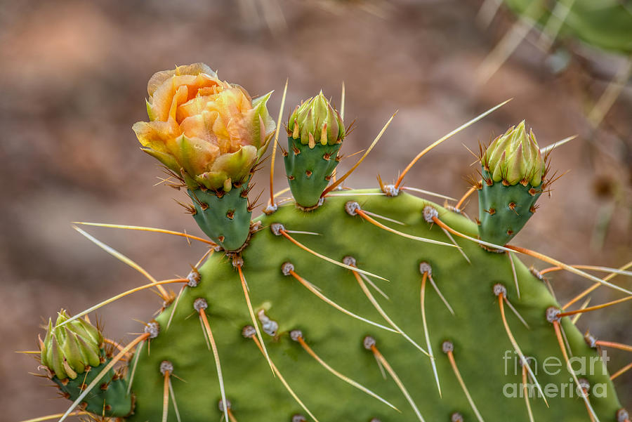 Prickly Pear Cactus Blooms in the Sonoran Desert #3 Photograph by Kenneth Roberts