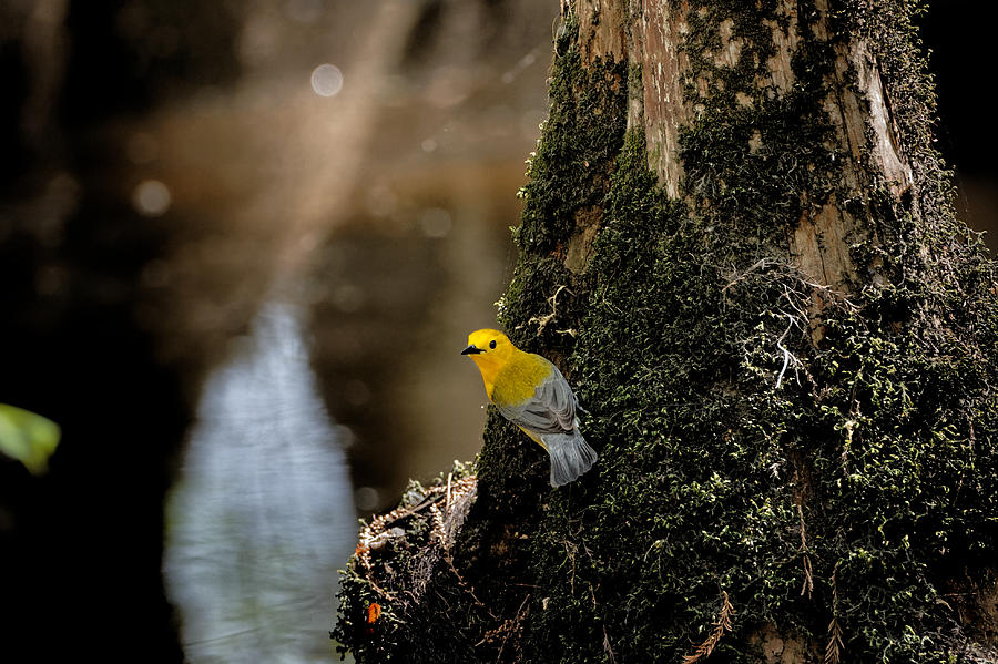 Prothonotary Warbler #3 Photograph by Colin Hocking