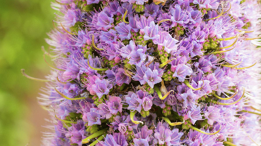 Purple Flower #2 Photograph by David Morehead