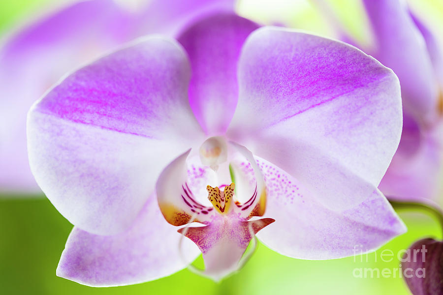 Purple Orchid Flower #3 Photograph by Raul Rodriguez