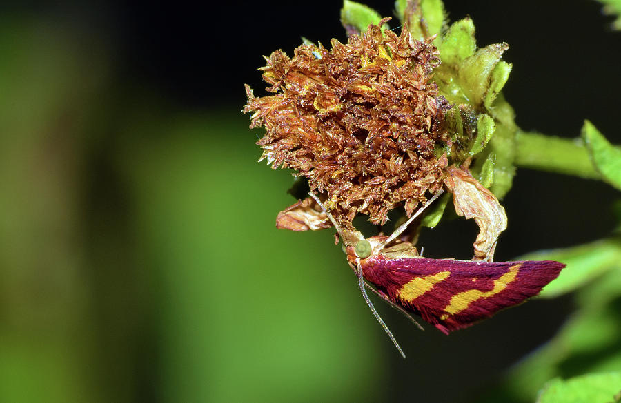 Pyrausta tyralis Moth #3 Photograph by Larah McElroy