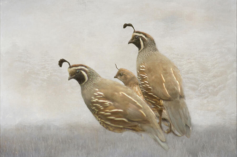 Quails in Winter Photograph by Marilyn Wilson