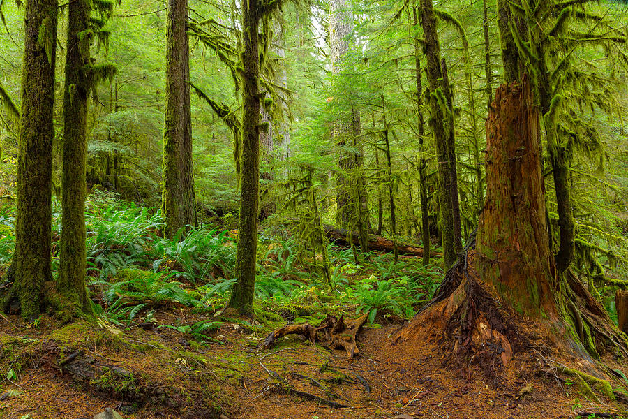 Rain Forest in Oregon #3 Photograph by Aiisha5