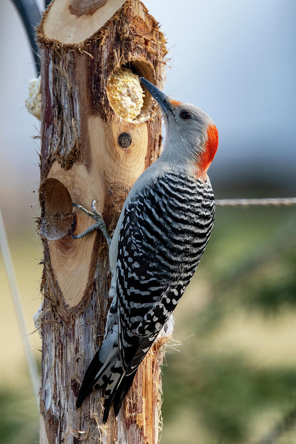 Red Bellied Woodpecker  Photograph by Cathy Kovarik