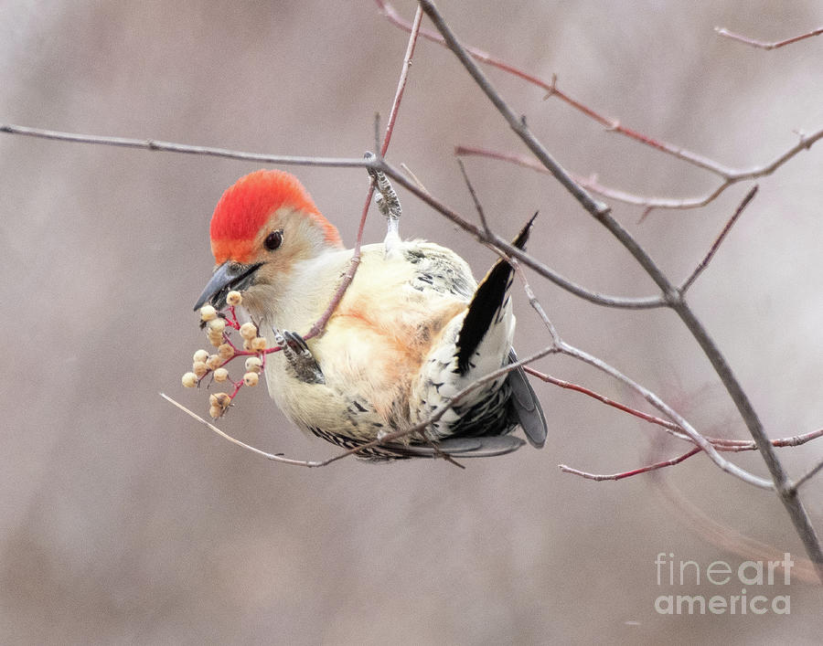 Red-bellied Woodpecker #3 Photograph by Dennis Hammer