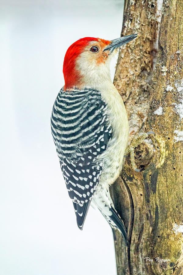 Red Bellied Woodpecker #3 Photograph by Peg Runyan