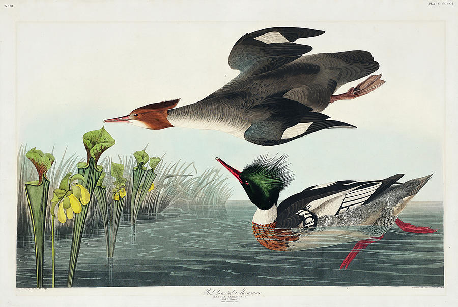 Audubon Birds Drawing - Red-breasted Merganser #3 by John James Audubon
