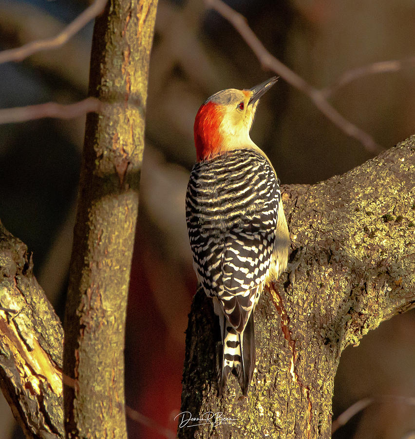 Red Breasted Woodpecker Photograph By Dennis Bean Fine Art America