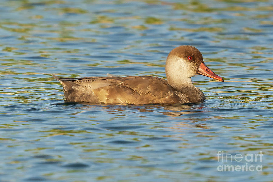 Red-crested Pochard Netta rufina Costa Ballena Rota Cadiz #3 Photograph by Pablo Avanzini