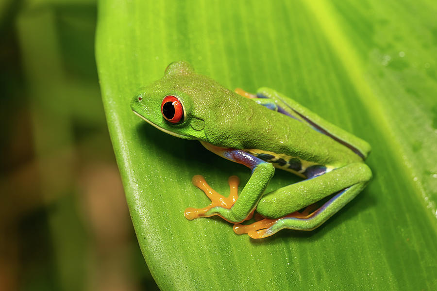 Red-eyed tree frog Agalychnis callidryas, Cano Negro, Costa Rica ...