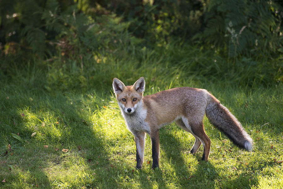 Red fox at edge of forest #3 Photograph by James Warwick